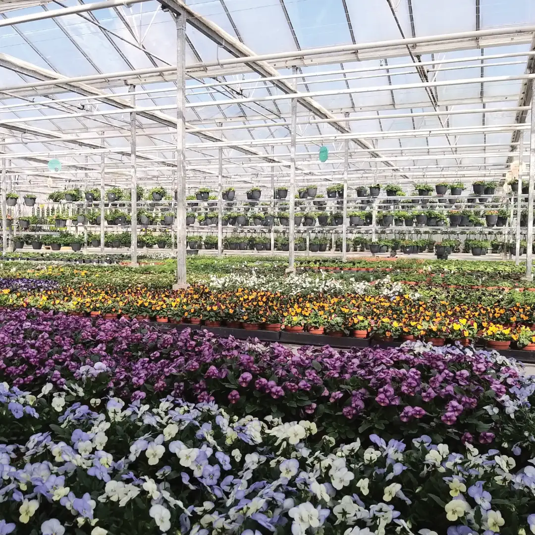 Bloemenzee bij Zorgkwekerij Bloei